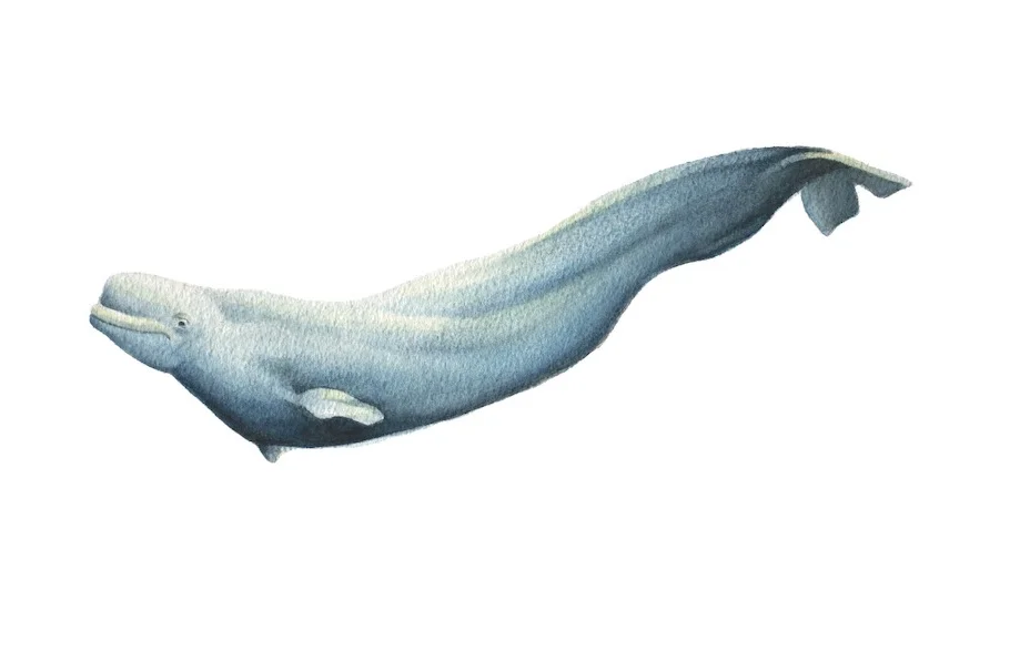 Beluga.jpg