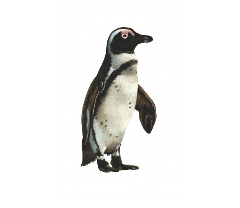 penguin.png