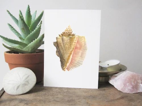 Conch Stand Up.jpg