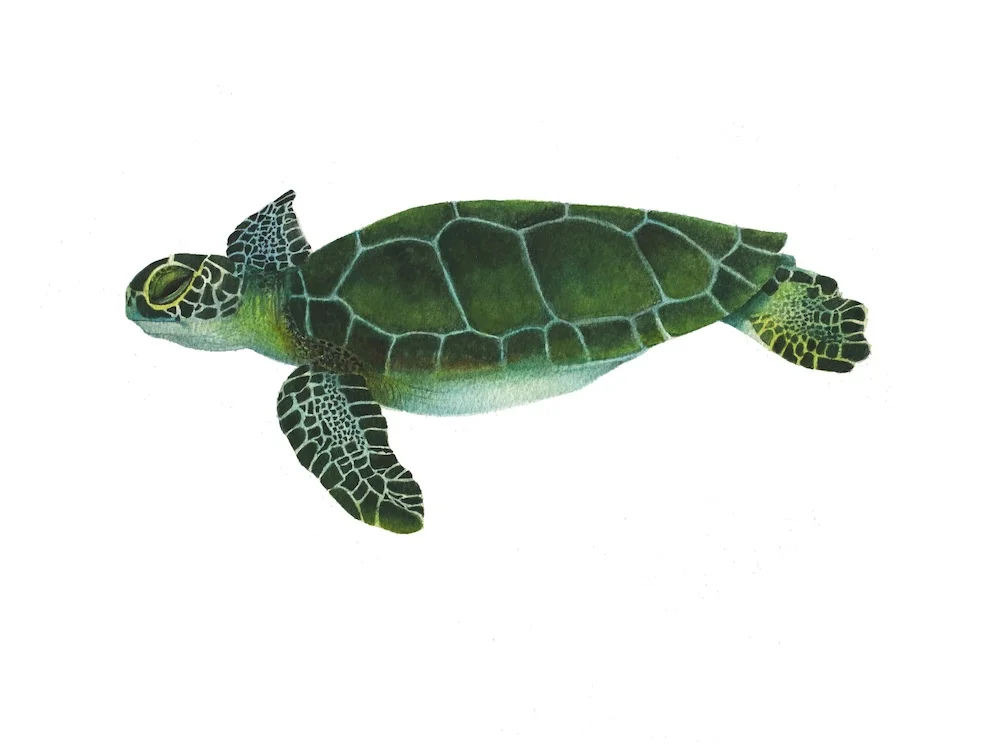 Sea Turtle.jpg