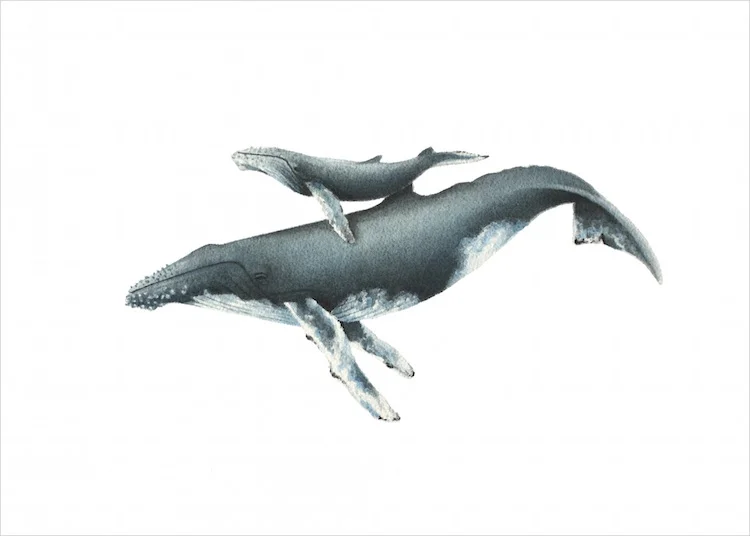 Humpback And Calf.jpg
