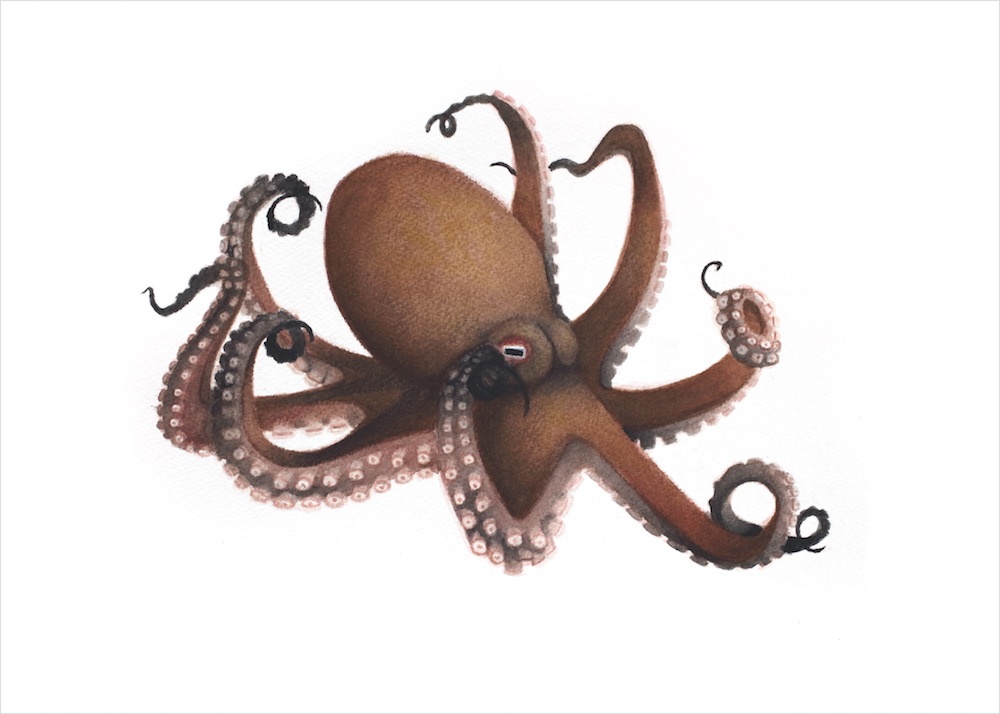 BC_octopus_RGB2_5x7.jpg