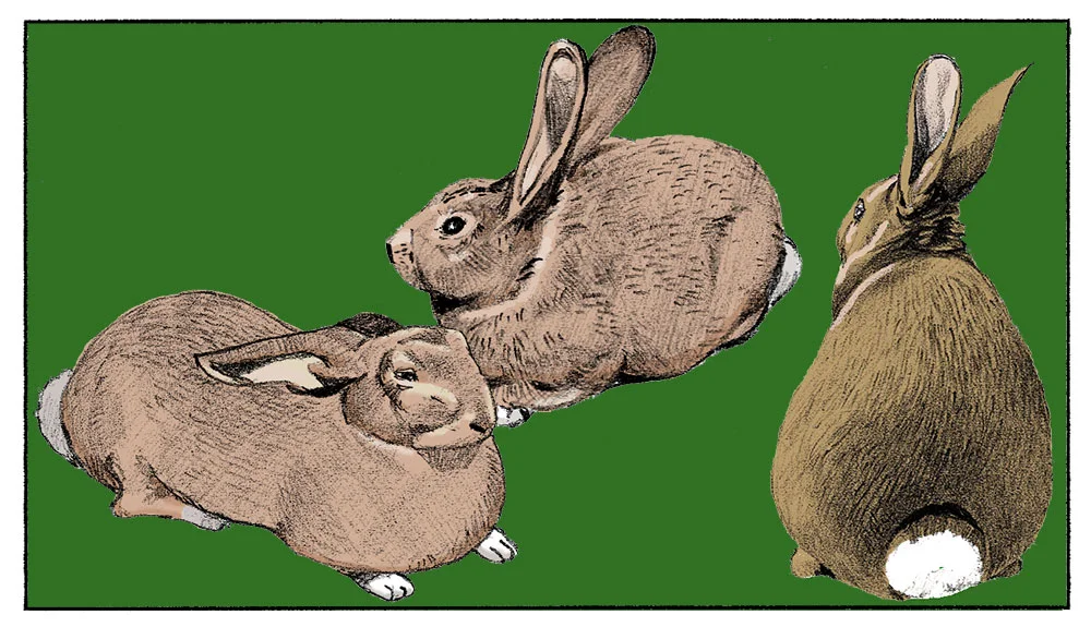 Rabbits.jpg