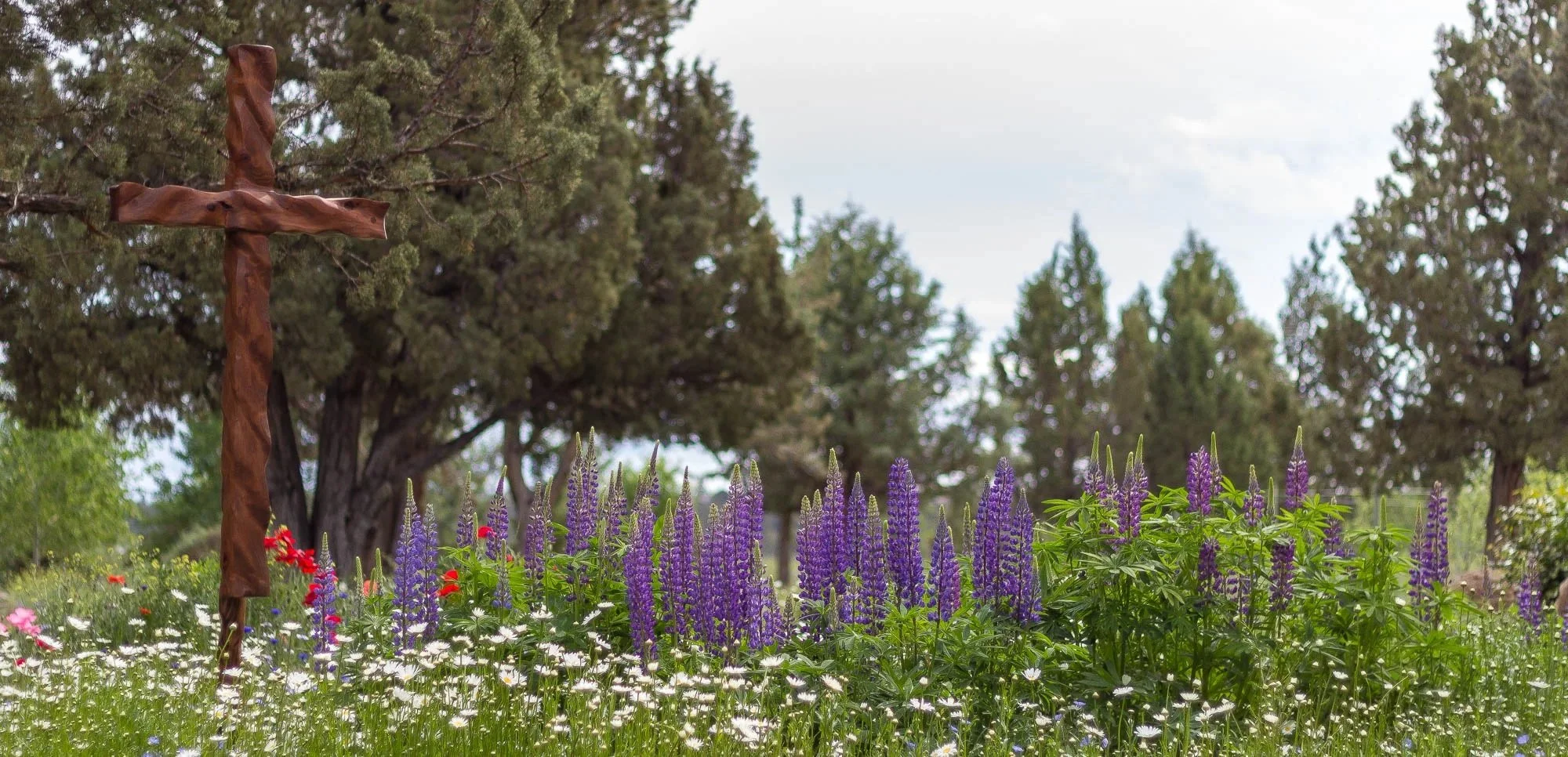 Cowboy in flowers.jpg