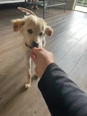 Amazon Goat Consulting Natural Rapport 3.webp