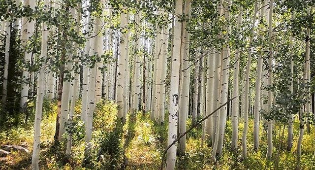 Light through aspen trees should get its own Color of green.