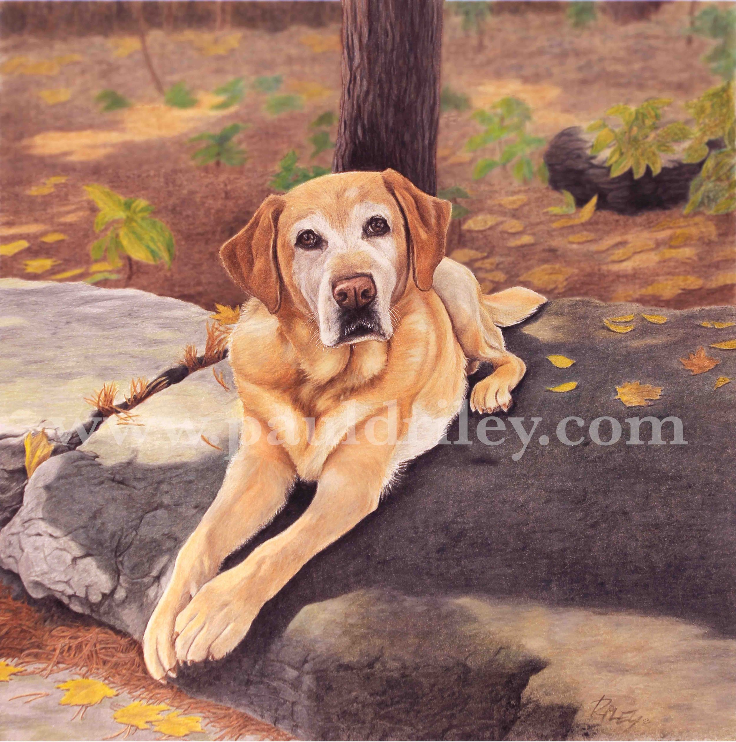 CASSIE (low res).jpg