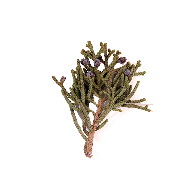 Juniper