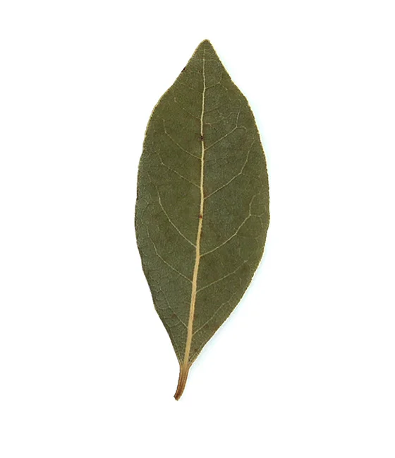 baylaurelleaf.jpg