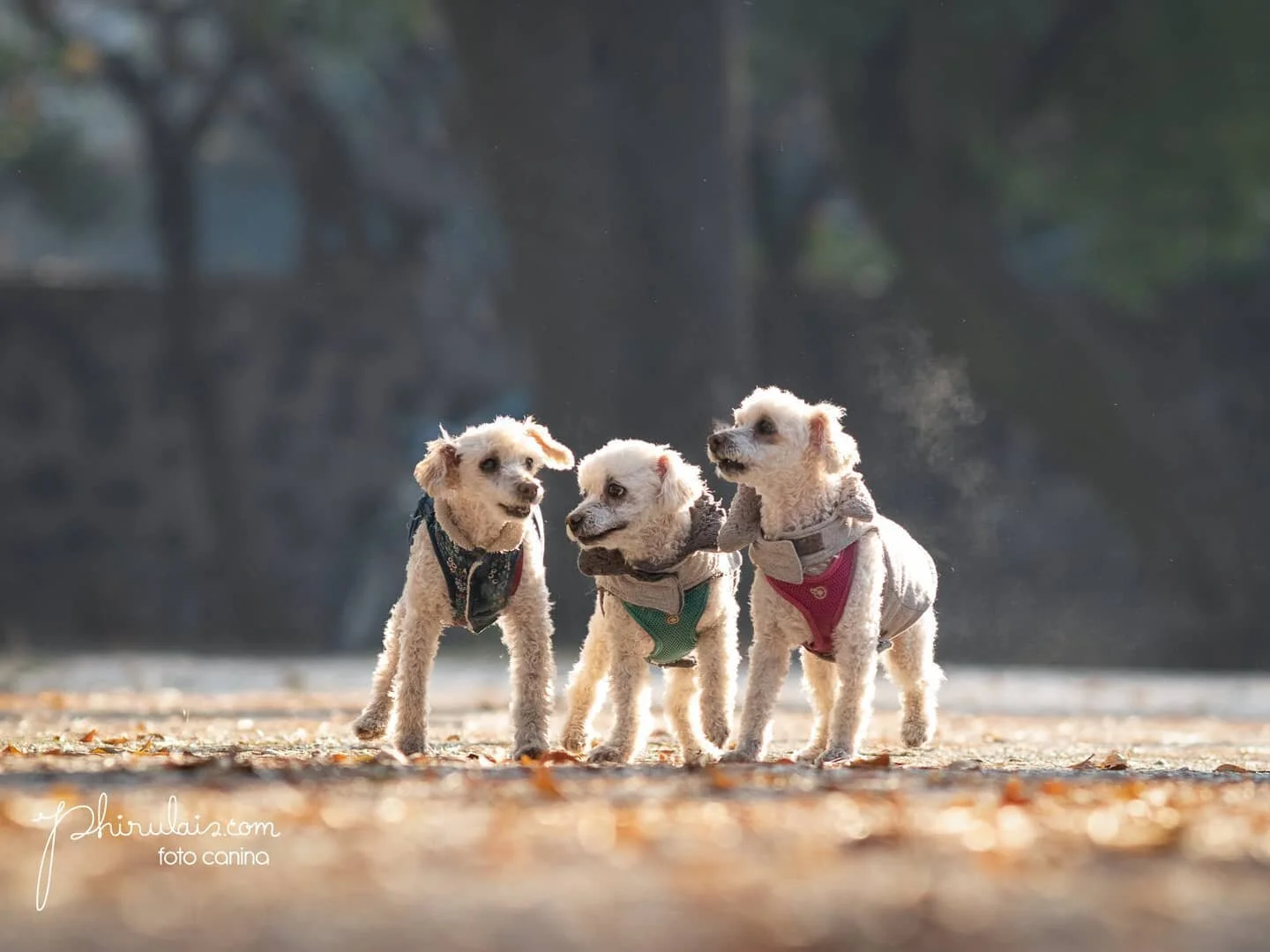 #TITA #CHENCHA #ARTEMISA
Esta sesi&oacute;n tuvo un ingrediente muy especial, el agradecimiento. El agradecimiento a la compa&ntilde;&iacute;a incondicional, amor y lealtad que nos dan nuestras mascotas. 

Estas tres preciosas de 15, 13 y 7 a&ntilde;