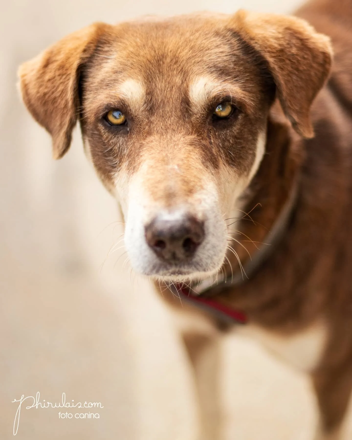 Aunque en muchos pa&iacute;ses de Latinoam&eacute;rica seguimos en cuarentena, sem&aacute;foro en rojo y con restricciones; los perritos y gatos en condici&oacute;n de calle nos siguen necesitando. Recuerda incluir en tu bolsa / cartera comida para e