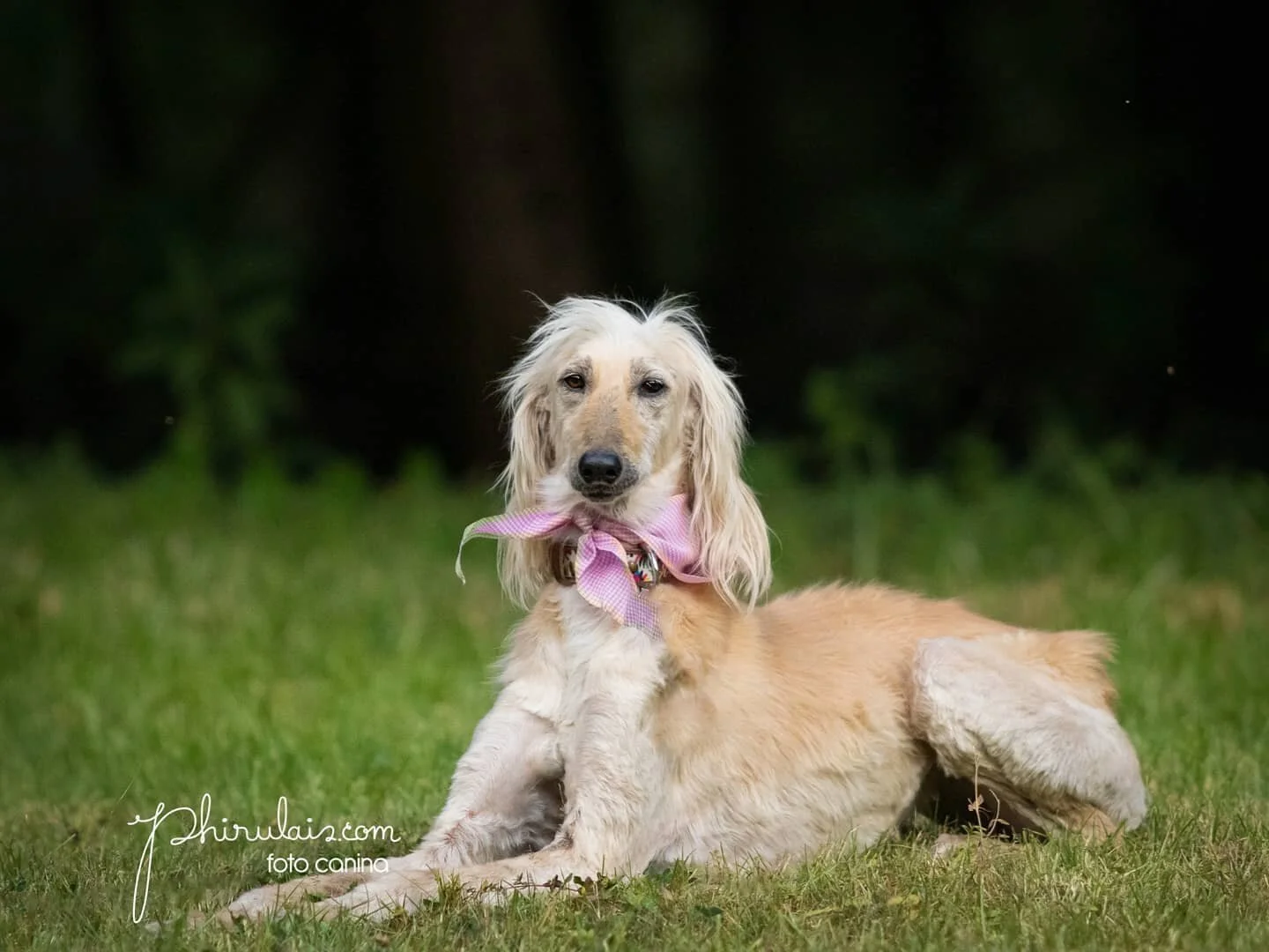 #ELPODERDELAFOTOGRAFIA
Me expreso mucho mejor con las im&aacute;genes que con palabras, sumado a mi amor por los animales, especialmente los perros nace Phirulais. 

Que nuestro trabajo sea una herramienta para que perritos que han tenido vidas dif&i