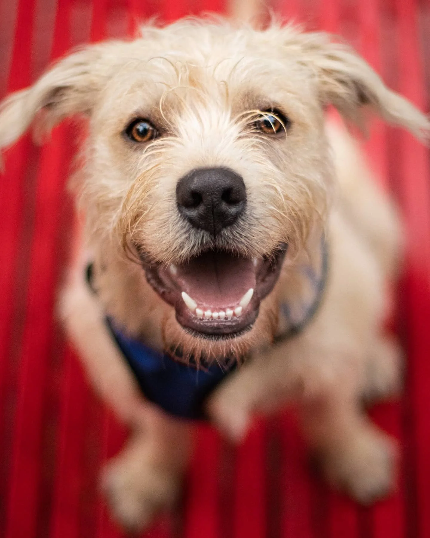 !FELIZ S&Aacute;BADO!
Nosotros disfrutaremos este fin de semana con feriado para salir a caminar, respirar aire puro y relajarnos, &iquest;Y ustedes?

#dog #dogs #dogstagram #dogslife #happysaturday #doglover #adoptdontshop #adoptanocompres #dogphoto