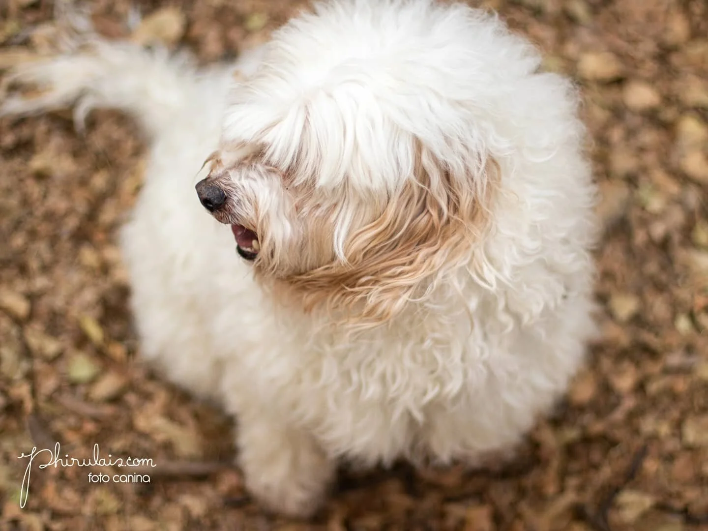 #MATE
Shake, shake!!!
Esto si es pasarla bien en nuestras sesiones ❤️📸

#dog #dogs #caniche #instagood #dogs_of_instagram #pet #pets #animal #animals #petstagram #petsagram #photooftheday #dogsofinstagram #ilovemydog #instagramdogs #nature #dogstagr