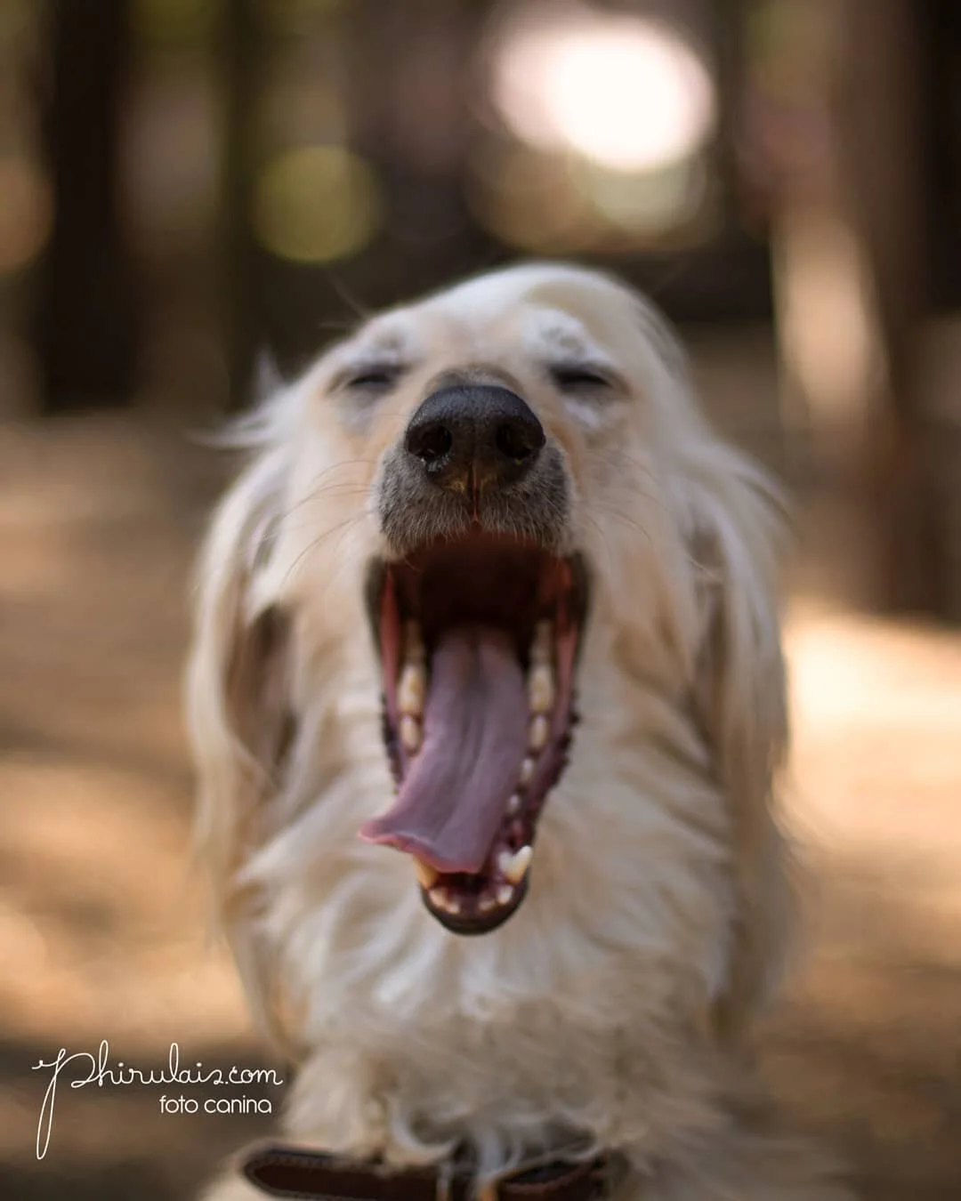 #JULIETTE
&iexcl;Feliz inicio de semana y de mes!

Abracen a sus peluditos, disfruten cada d&iacute;a que los tienen a su lado. Todos somos muy vulnerables, m&aacute;s en estos &uacute;ltimos meses, as&iacute; que a vivir y disfrutar cada d&iacute;a 