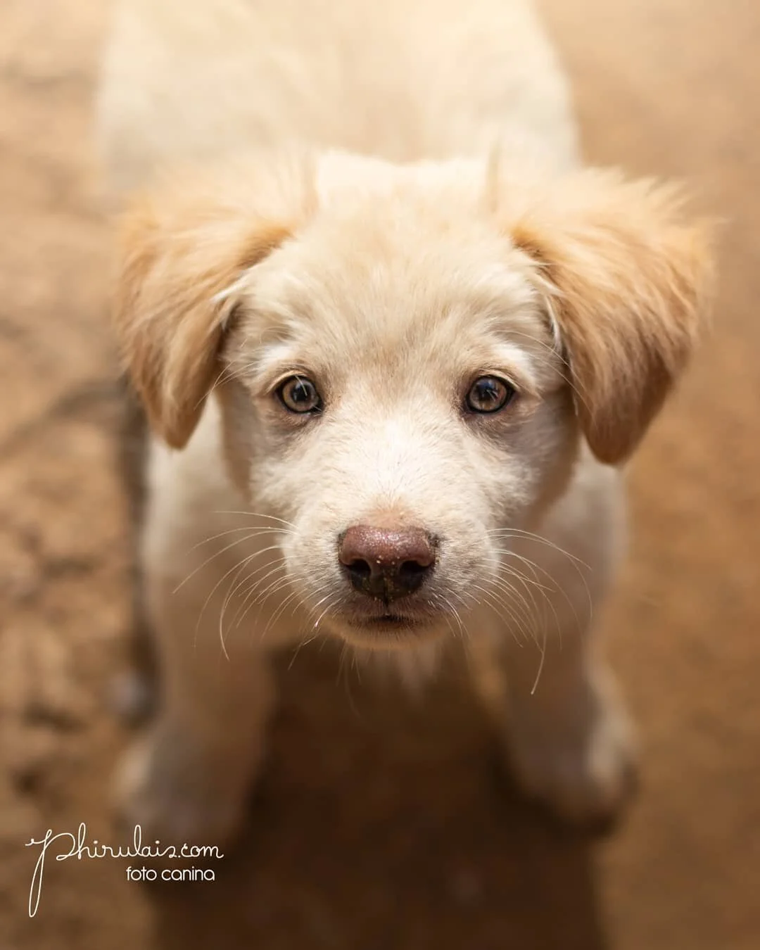 #VAINILLA
Una hermosa cachorrita adoptada en #Oaxaca junto a su hermanito. 

&iexcl;&iexcl;&iexcl;Amor y compasi&oacute;n  para ellos!!!

Abrazos a todos los que tienen en sus familias un peludito adoptado ❤️

#dog #adoptdontshop #adoptanocompres #do