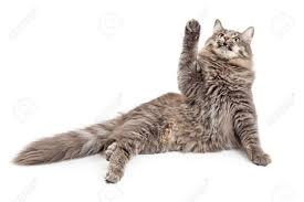 I'LL NEVER LET GO TROLL...