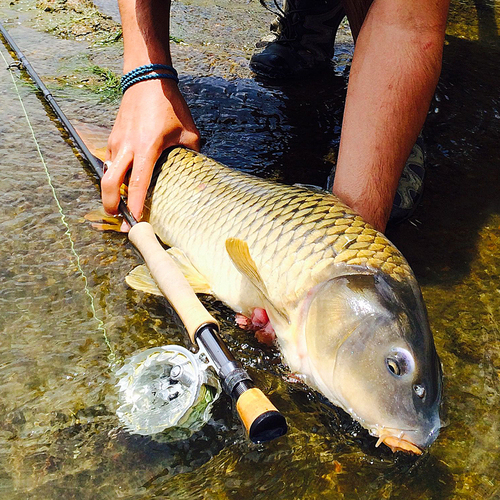 <p><strong>FLY FISHING FOR CARP</strong><i>Part 6 →</i></p>