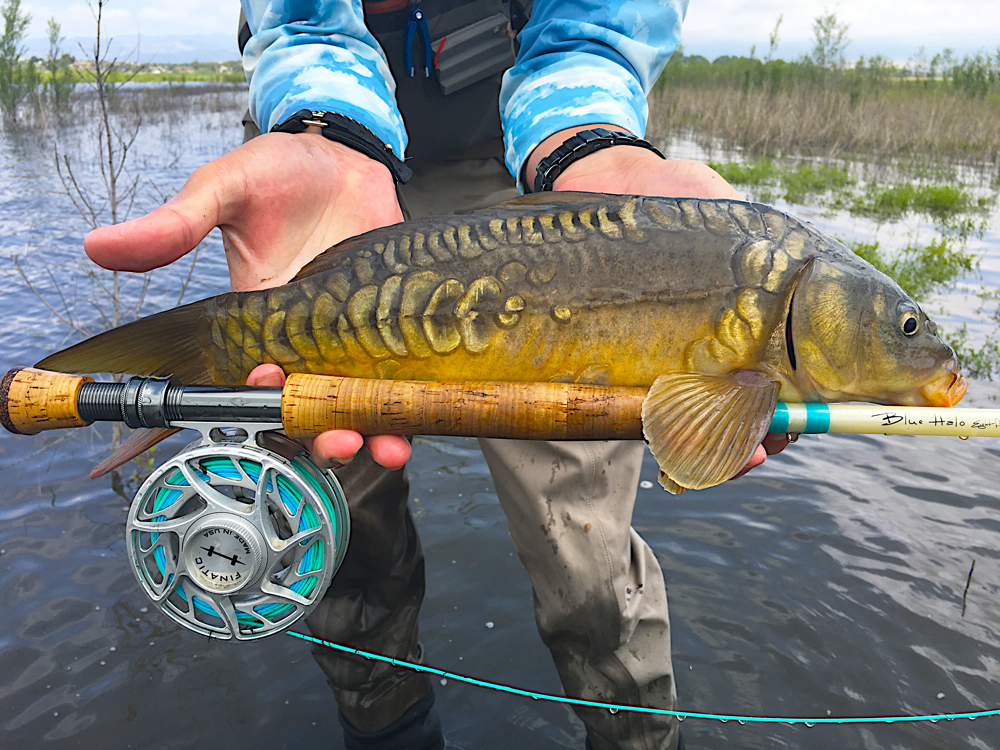 7. Fly-Fishing for Carp — American Carp Society