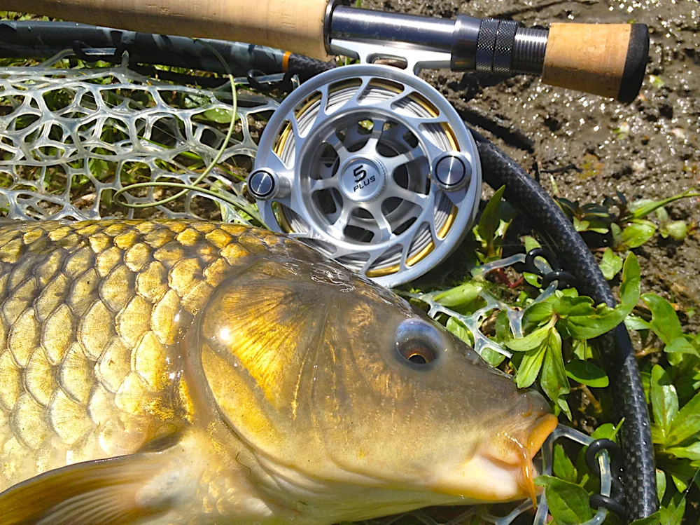 carp+22+Common+with+Rod+&+Reel-InFocus-Quick+Preset_1000x749.jpg