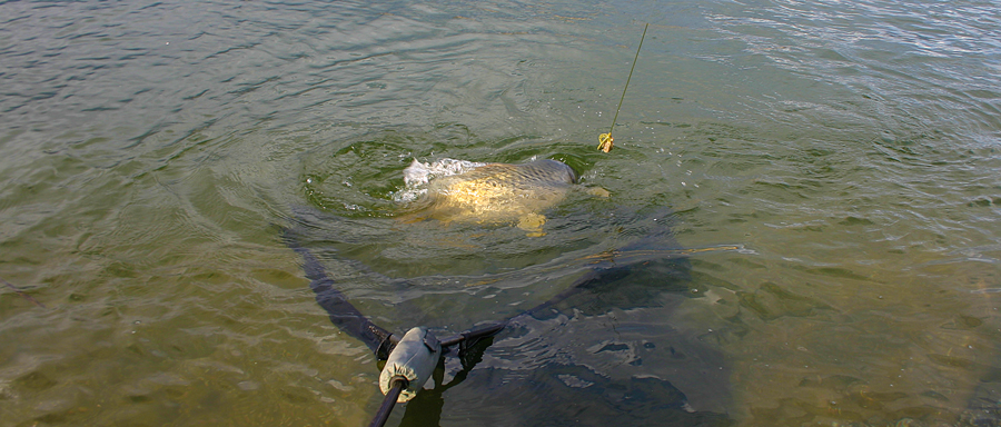 2. Intro To Carp Angling — American Carp Society