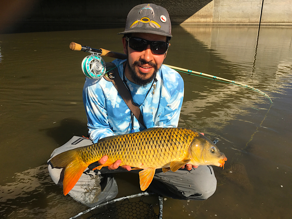 common carp 2.jpg