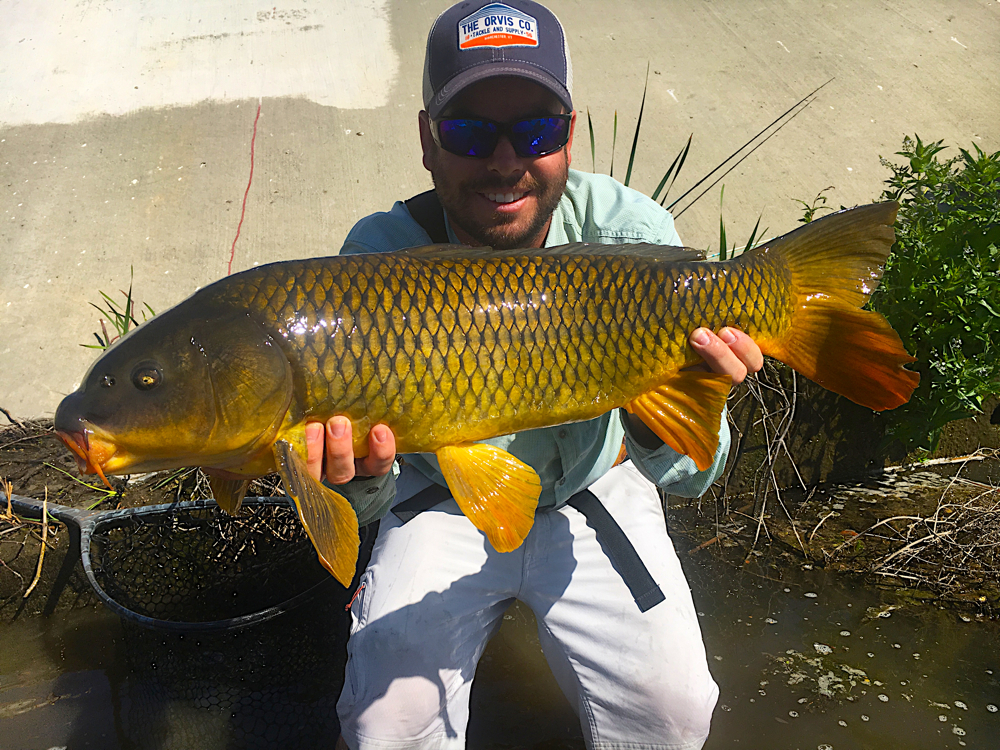 common carp 3.jpg