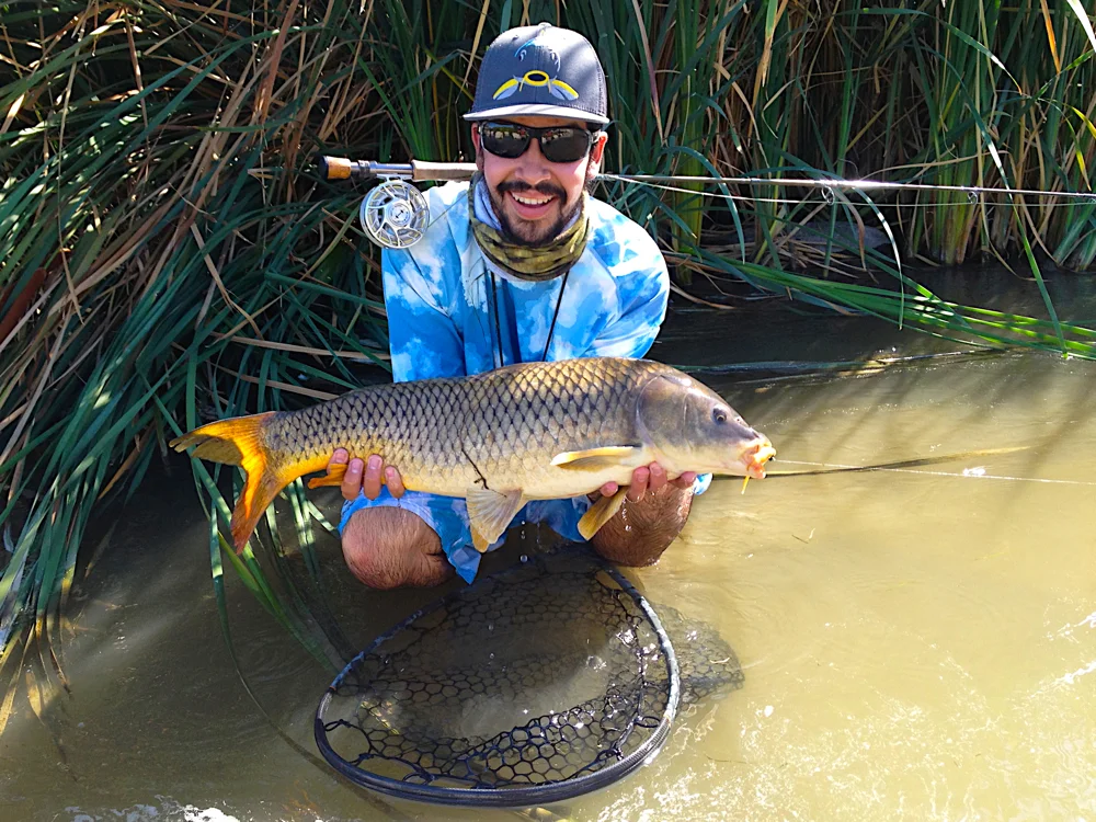 common carp 5.jpg