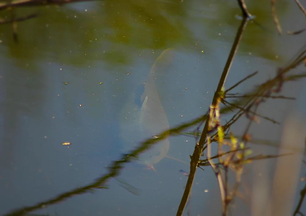 Pudd-surface-fish-IMG_6730.jpg
