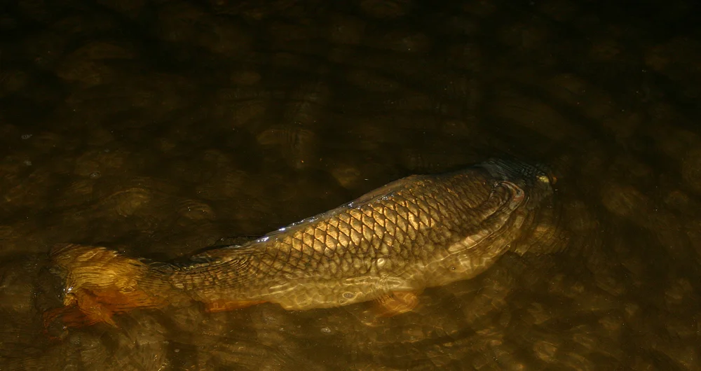 Fish-release-in-Shallows-354_5484.jpg
