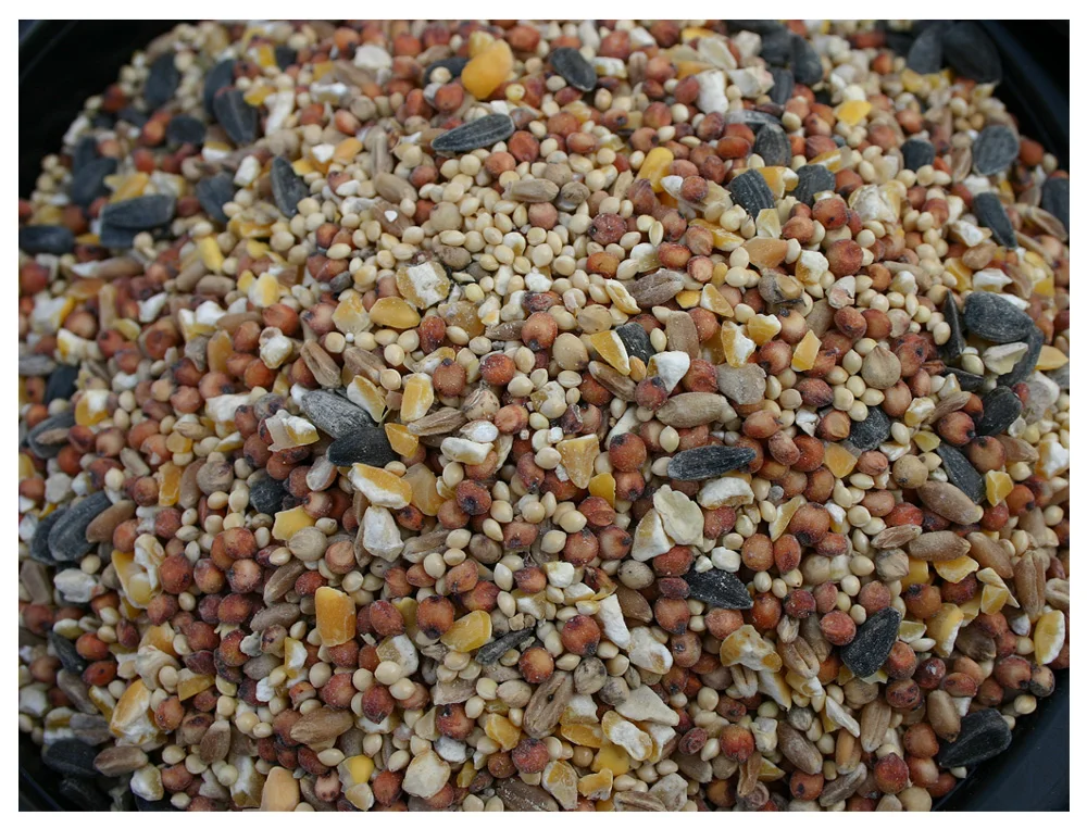 Wild-Bird-Seed-72ppi.jpg