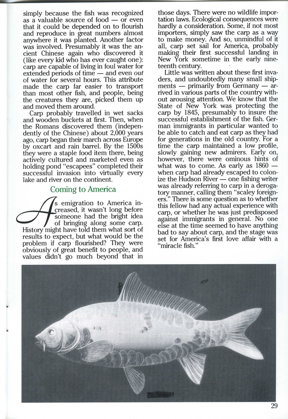 MassWildLife-Magazine__1991-spring_carp-dancing-with-queen-of-rivers-4.jpg