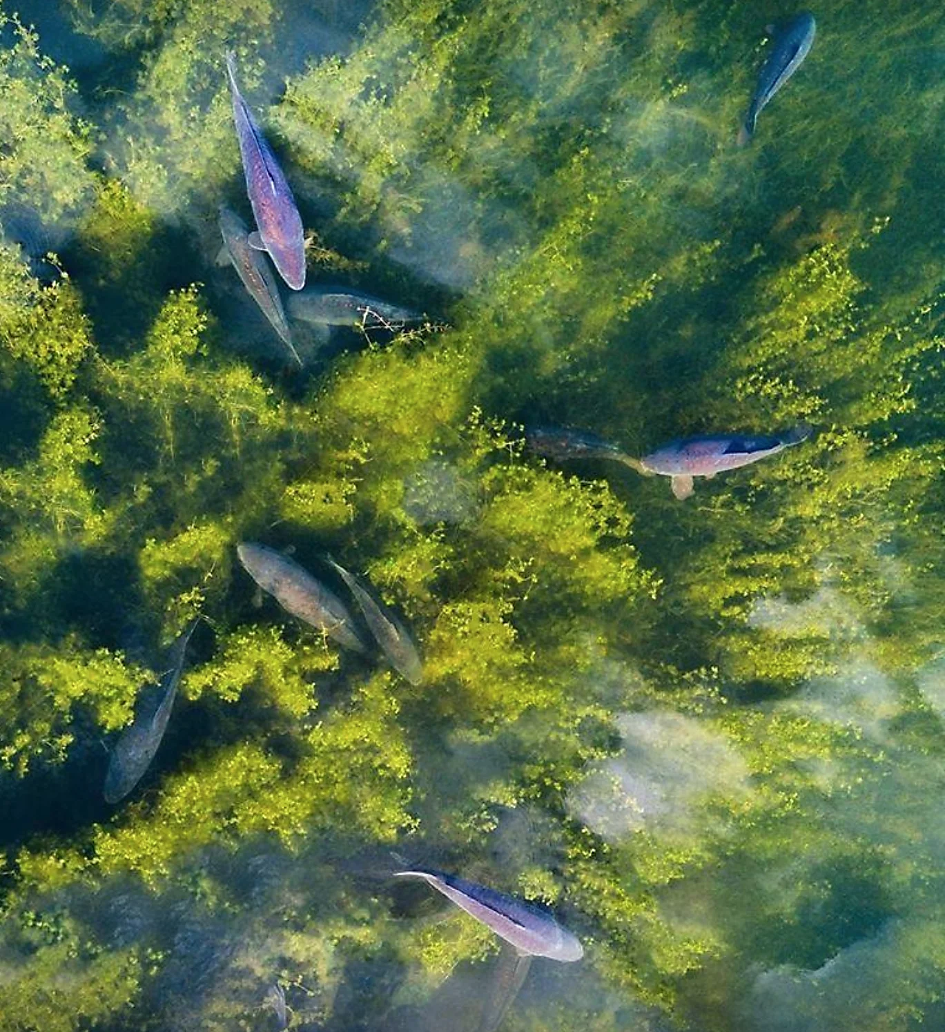 CARP WATER.jpg