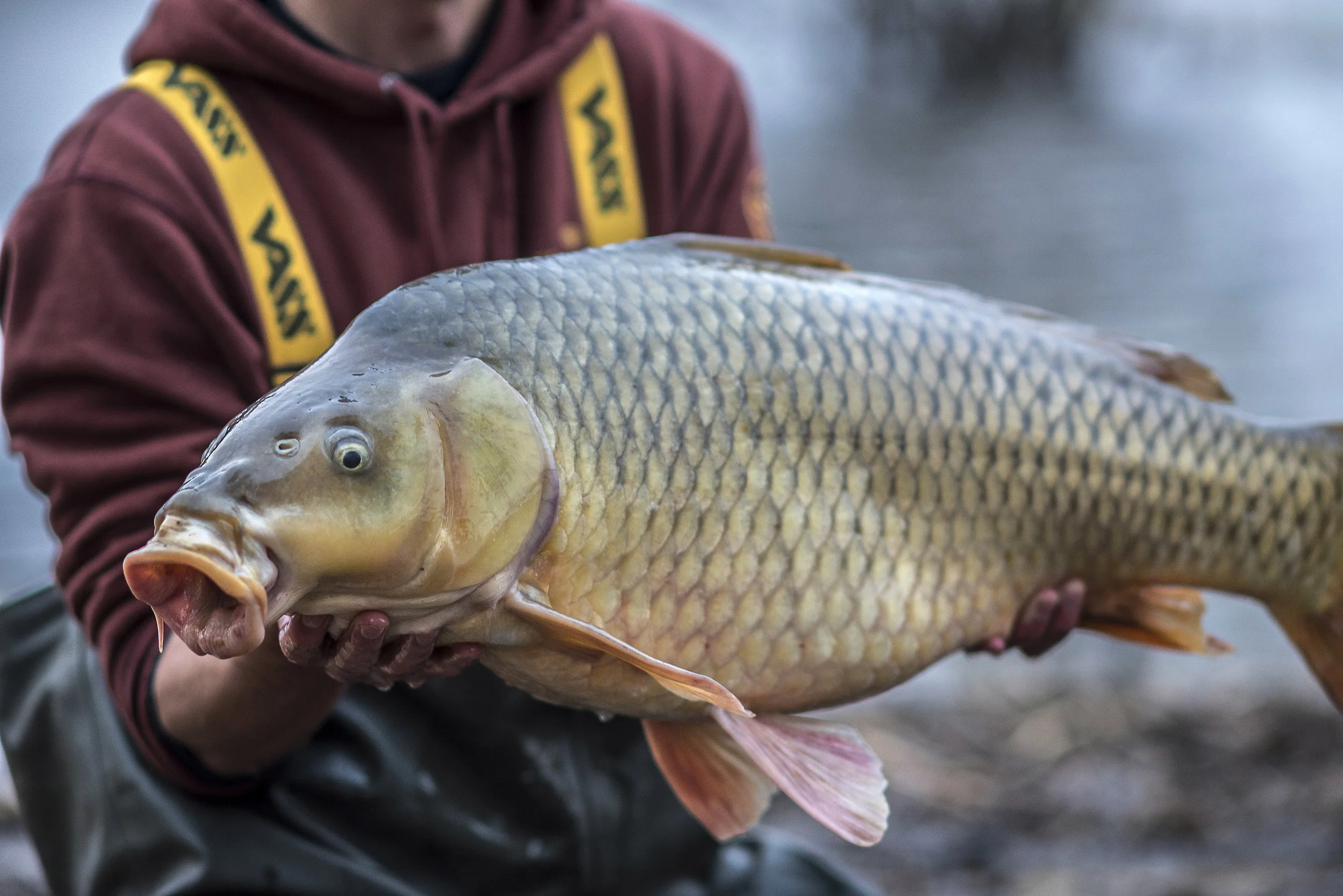 ANDREW 30 FISH ONLY.jpg