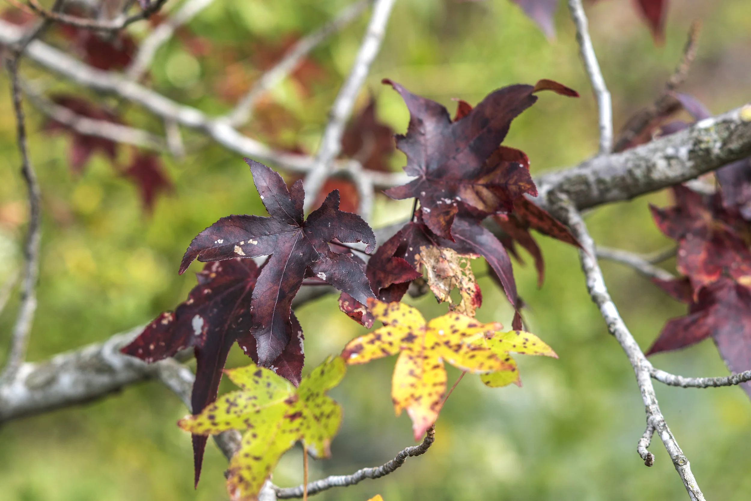 BROWN LEAFS.jpg