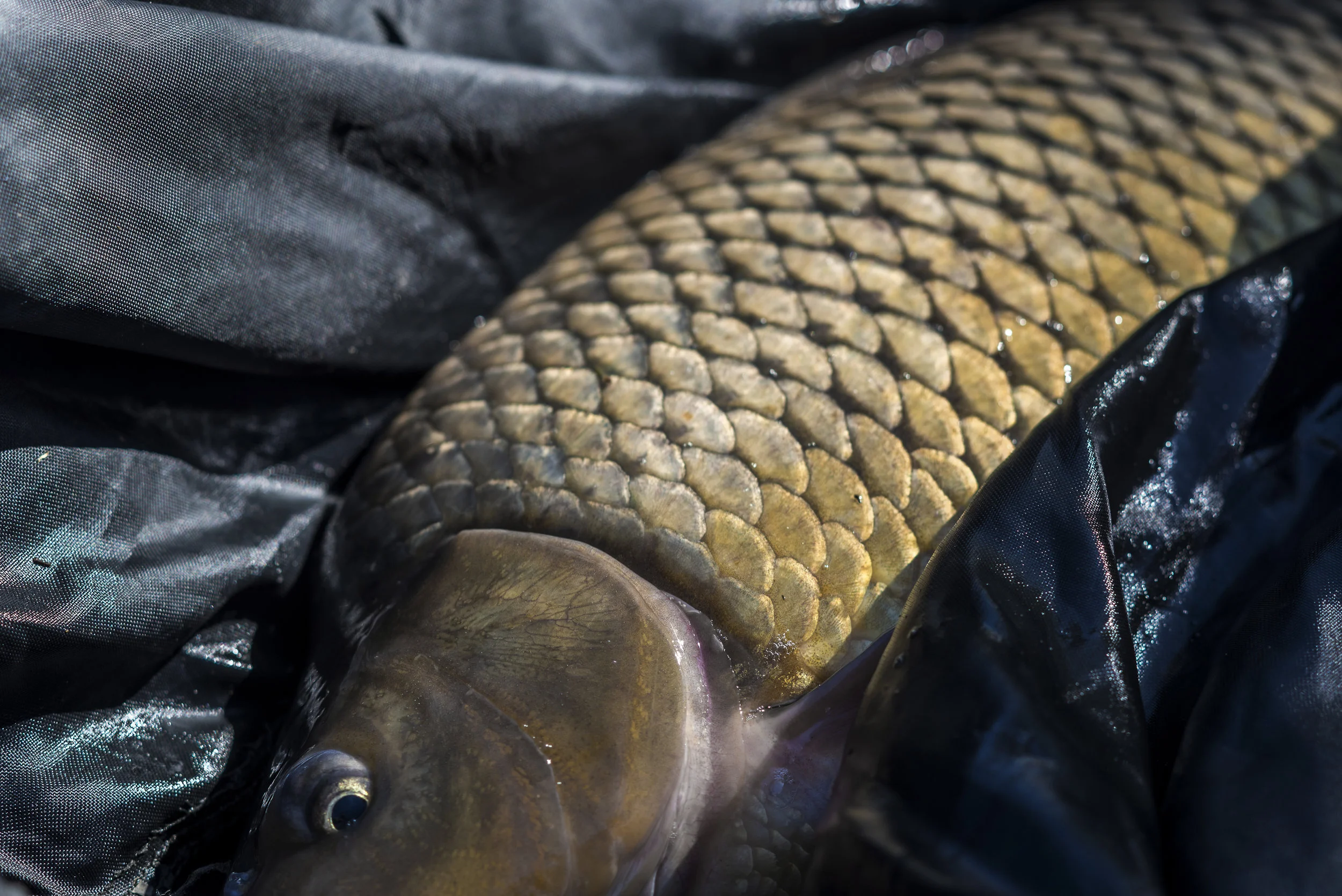 CARP SIDE.jpg