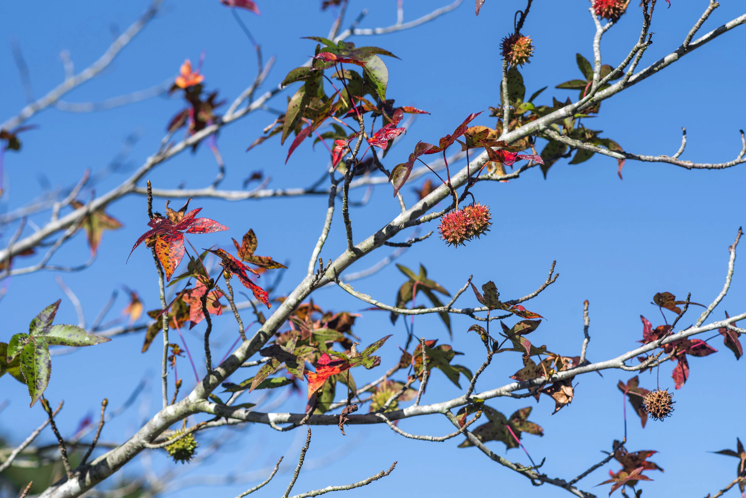 RED LEAF 2.jpg