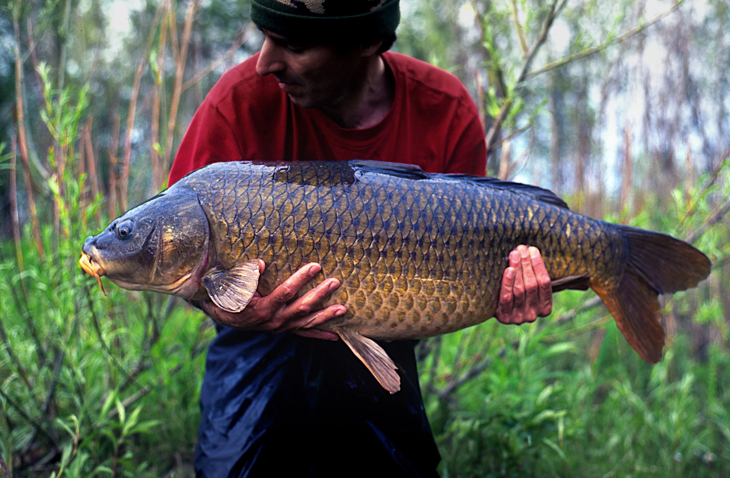 Educating & Promoting Specimen Carp Fishing American Carp Society Membership Options