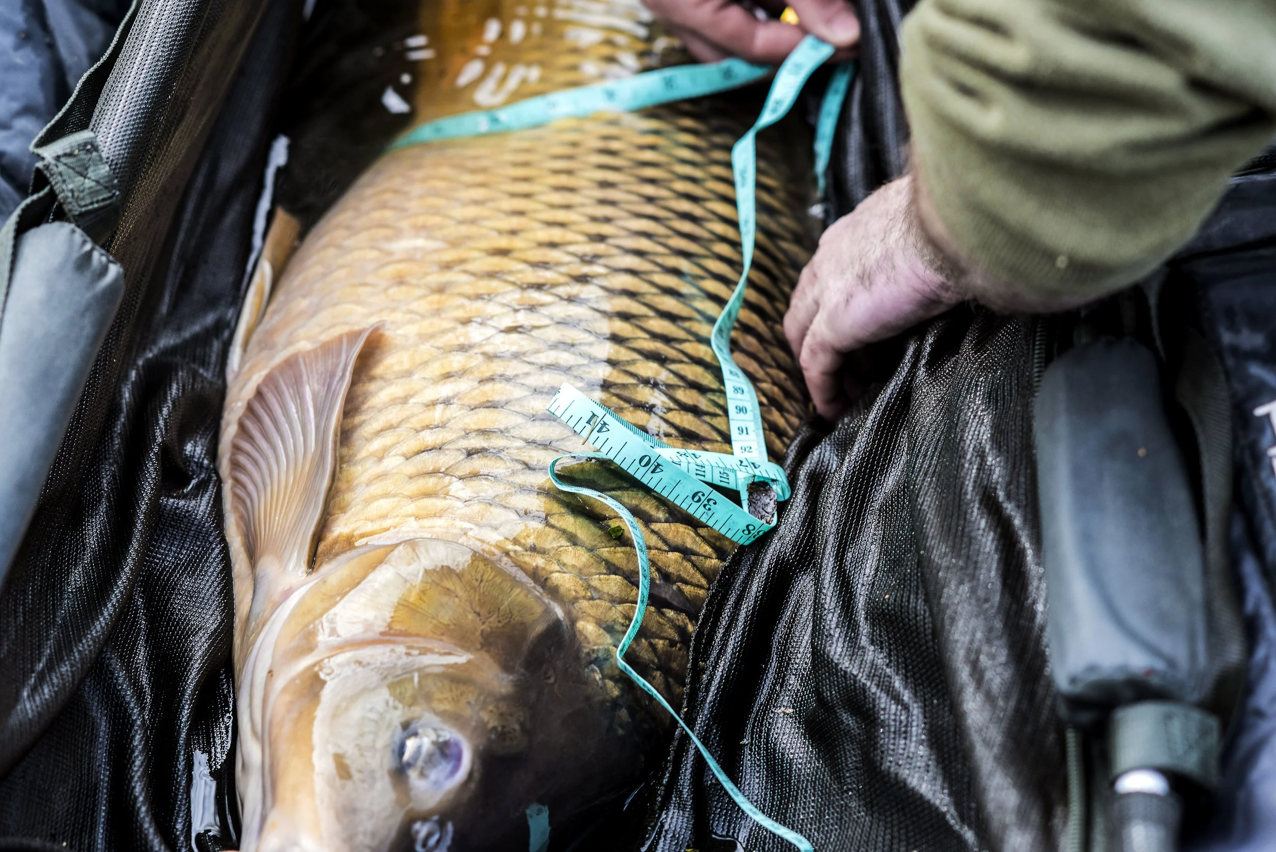 Educating & Promoting Specimen Carp Fishing American Carp Society Membership Options