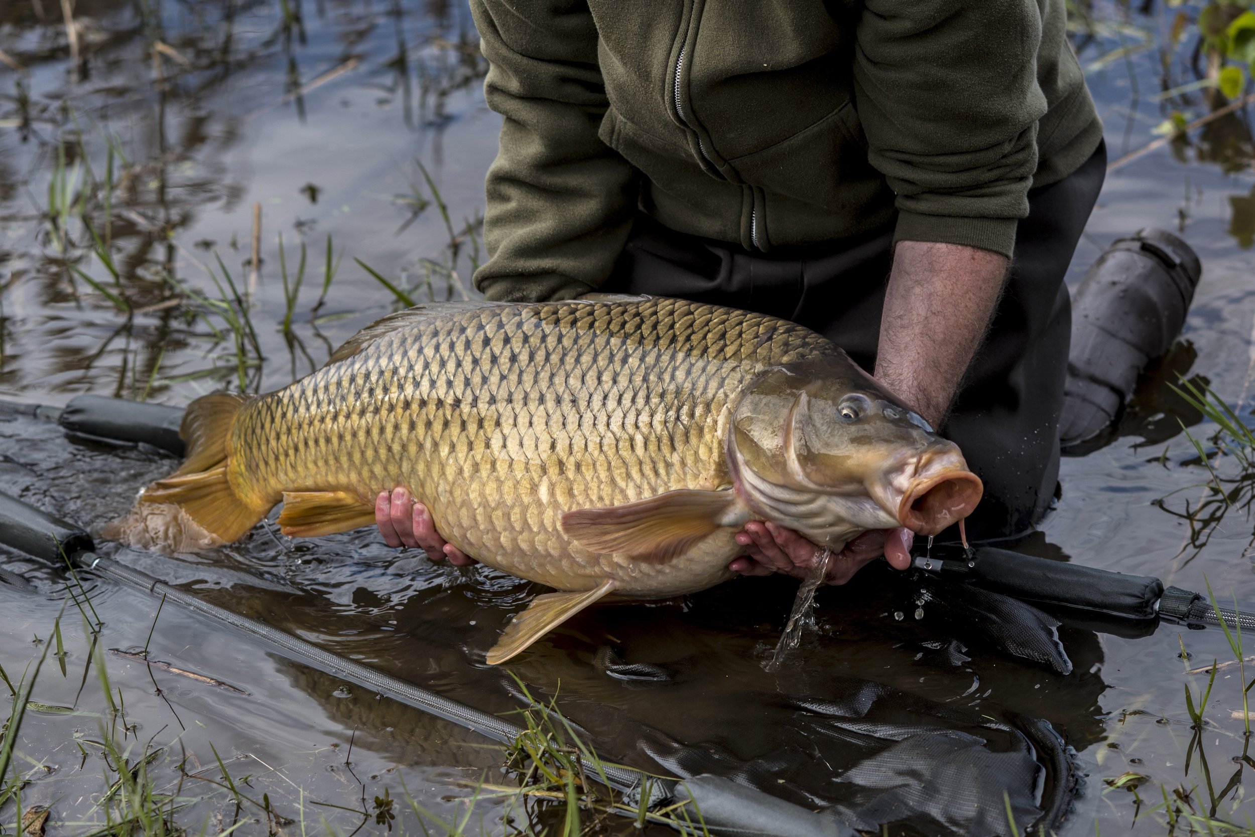  Educating &amp; Promoting Specimen Carp Fishing   American Carp Society    Membership Options  