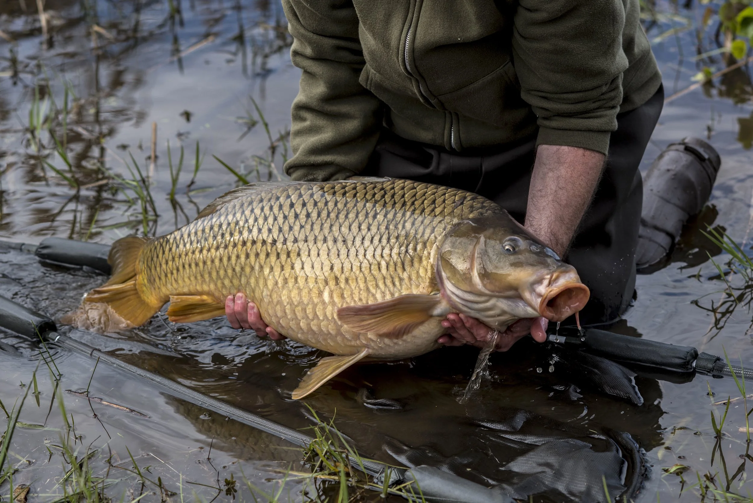Educating & Promoting Specimen Carp Fishing American Carp Society Membership Options