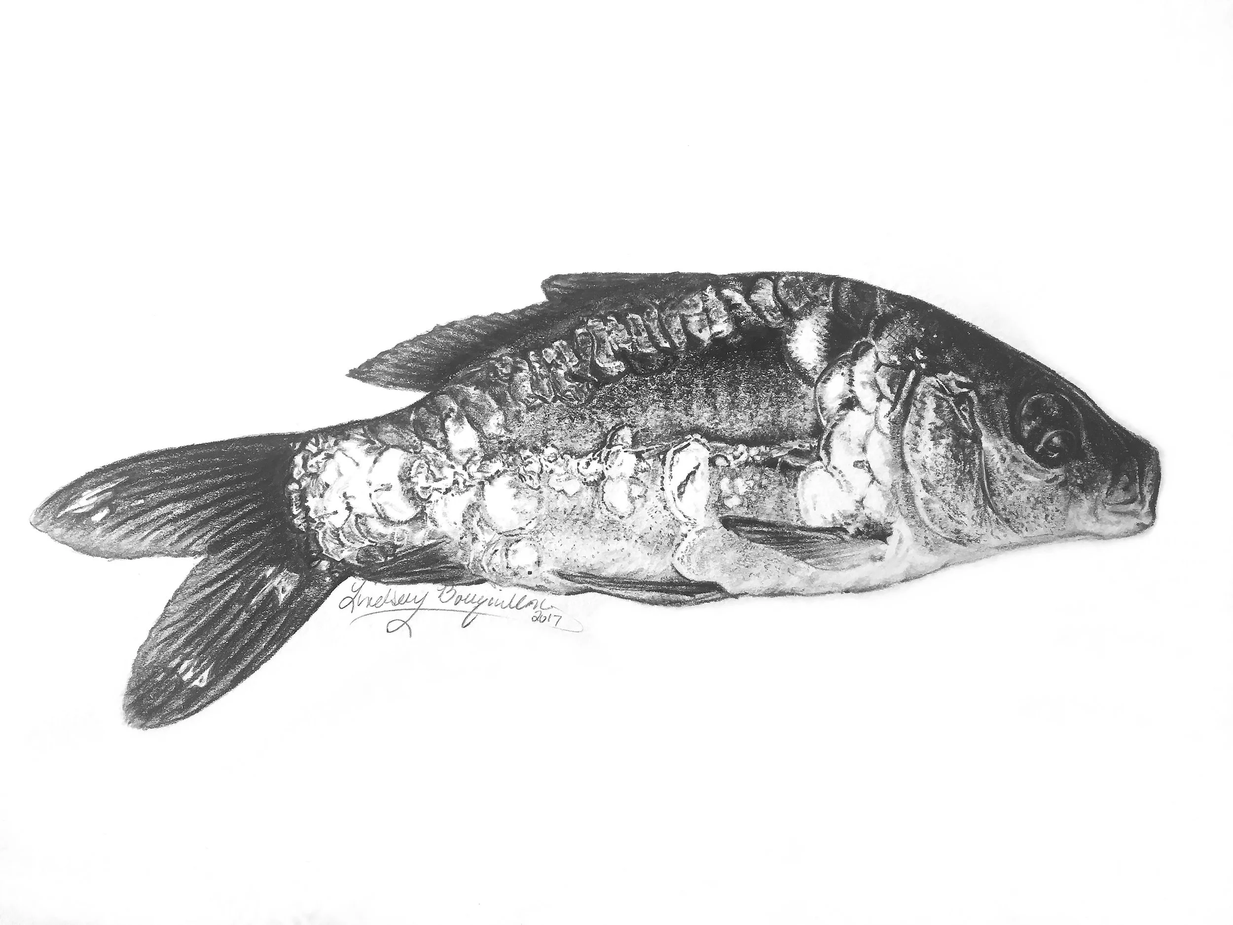 Educating & Promoting Specimen Carp Fishing American Carp Society Membership Options