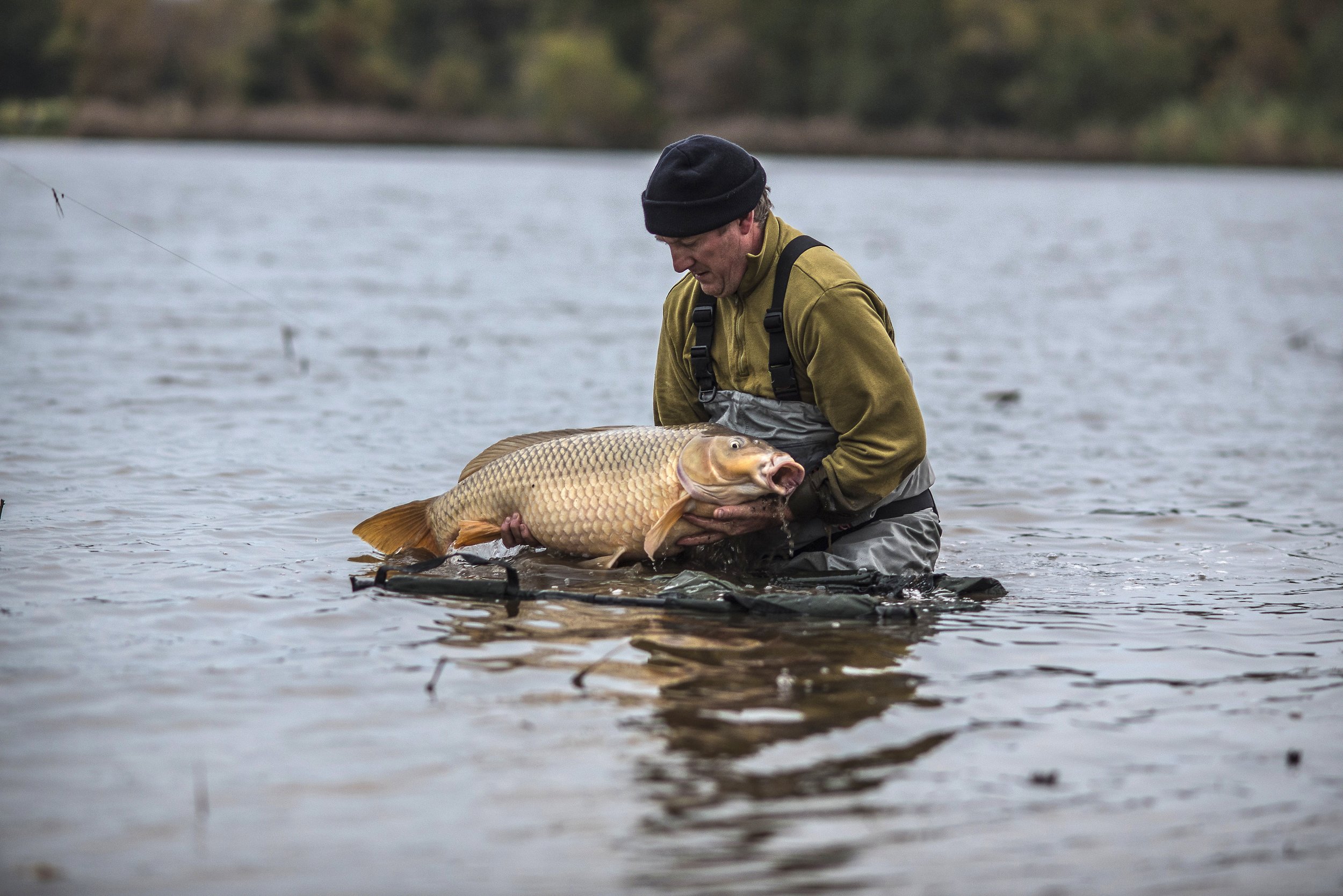  Educating &amp; Promoting Specimen Carp Fishing   American Carp Society    Membership Options  