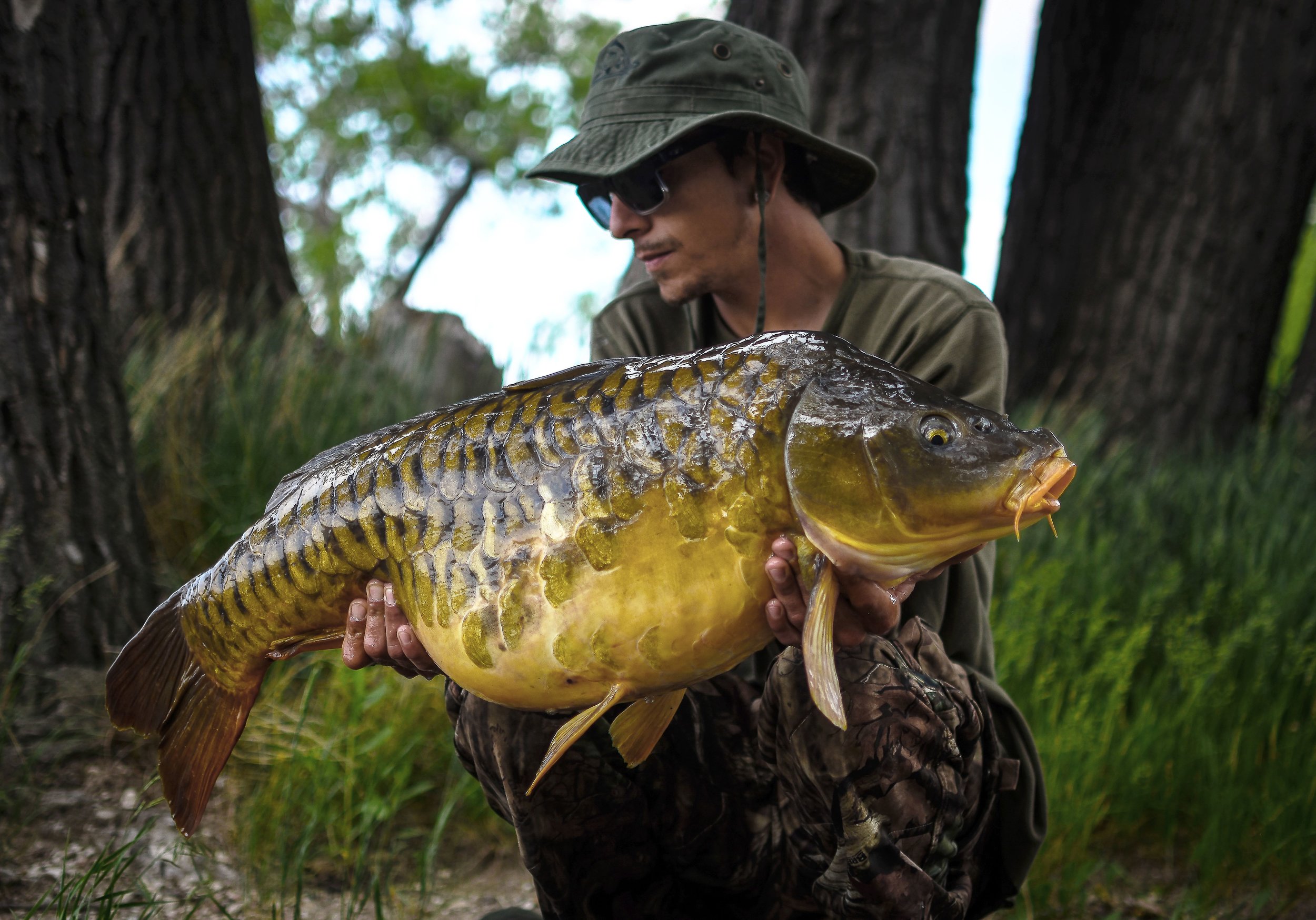  Educating &amp; Promoting Specimen Carp Fishing   American Carp Society    Membership Options  