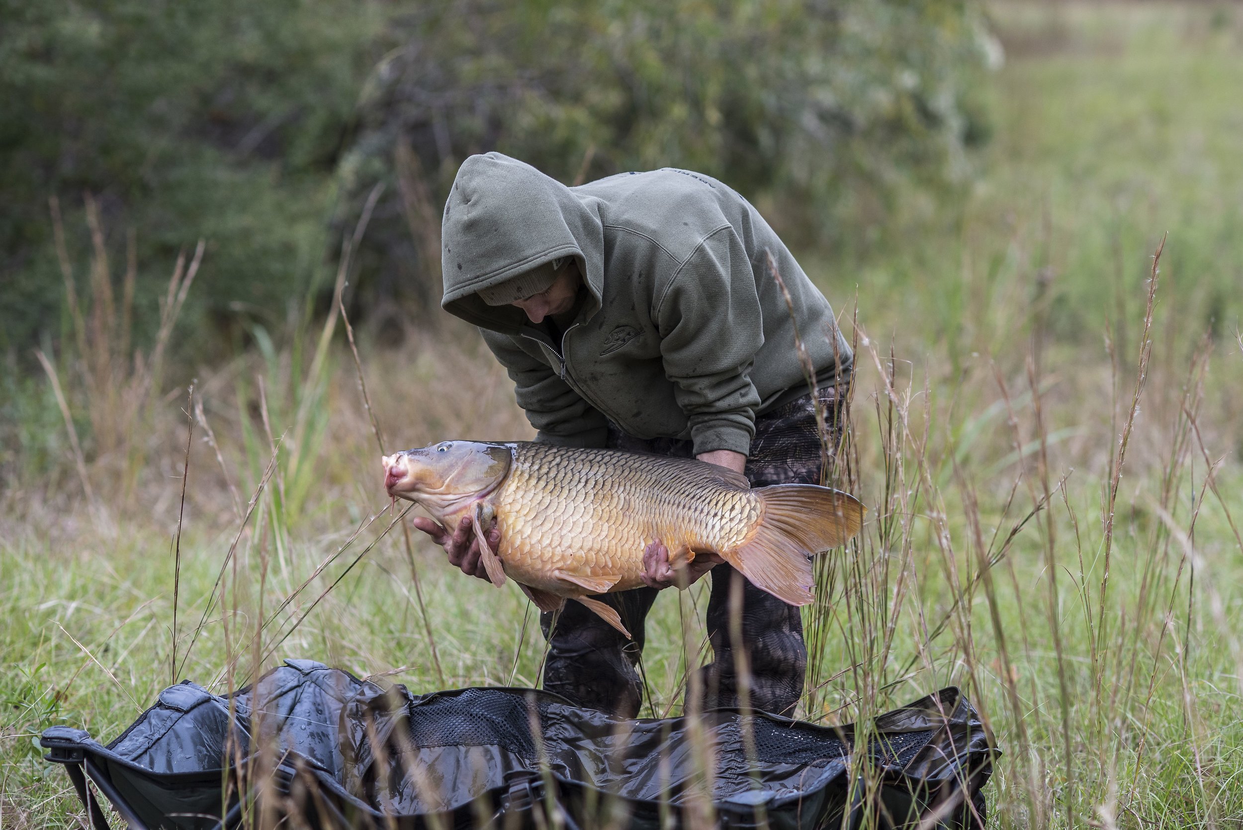  Educating &amp; Promoting Specimen Carp Fishing   American Carp Society    Membership Options  