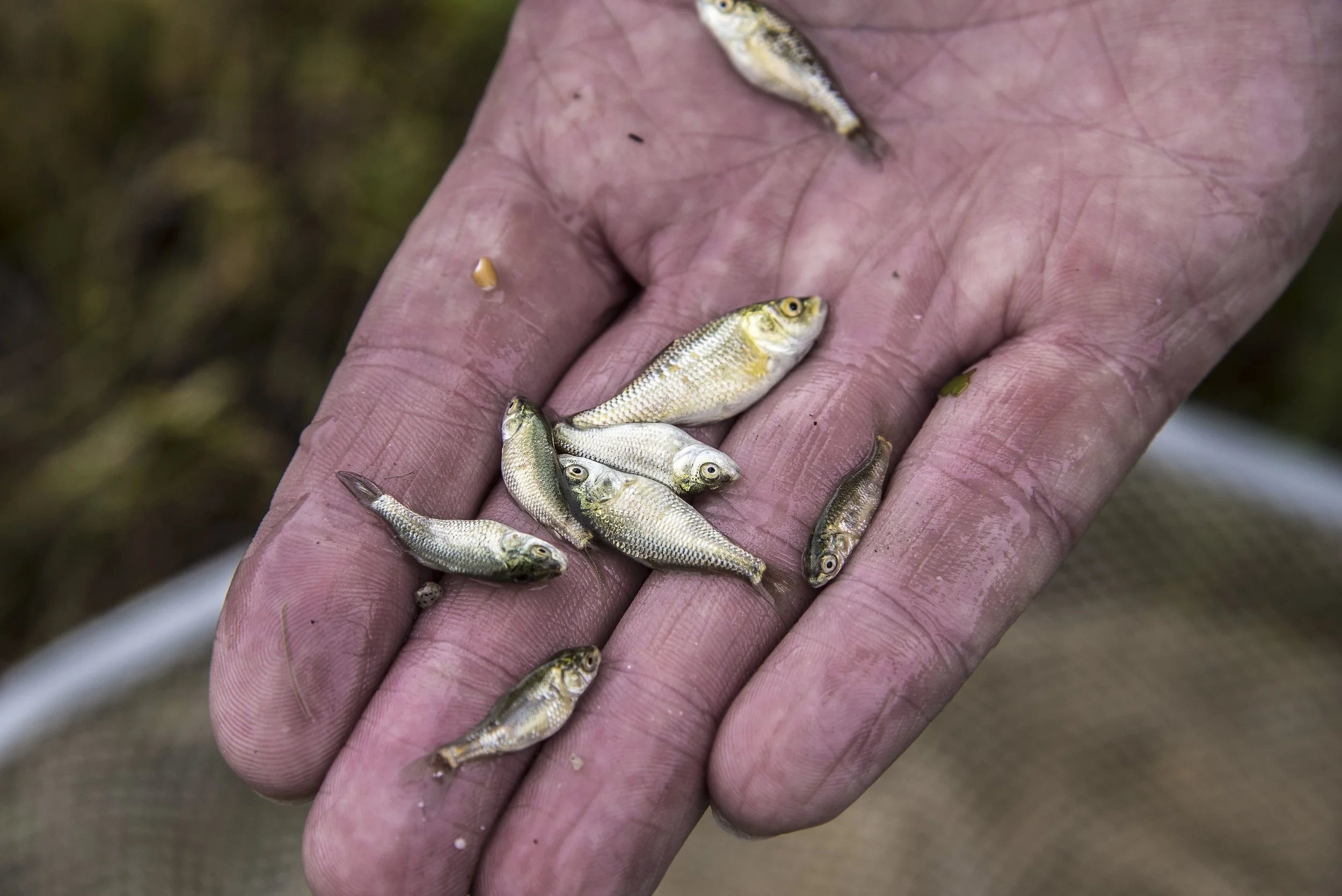 Educating & Promoting Specimen Carp Fishing American Carp Society Membership Options