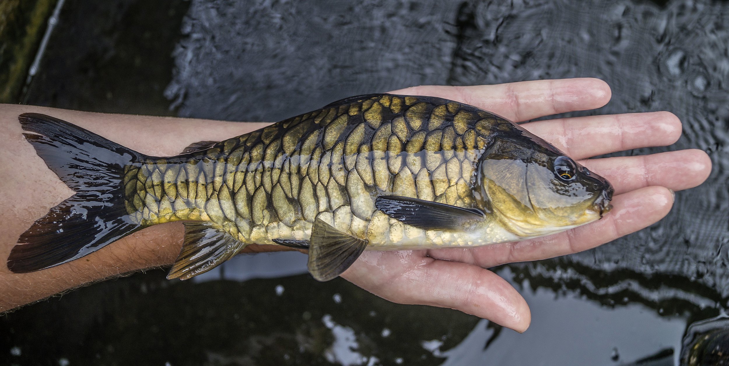  Educating &amp; Promoting Specimen Carp Fishing   American Carp Society    Membership Options  