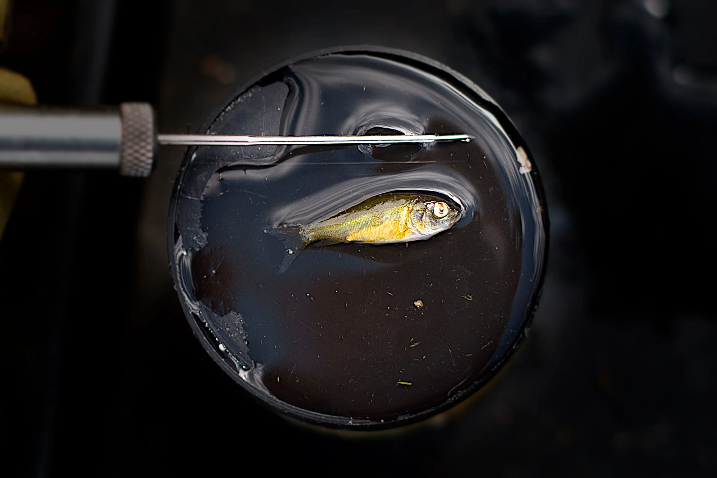 Educating & Promoting Specimen Carp Fishing American Carp Society Membership Options