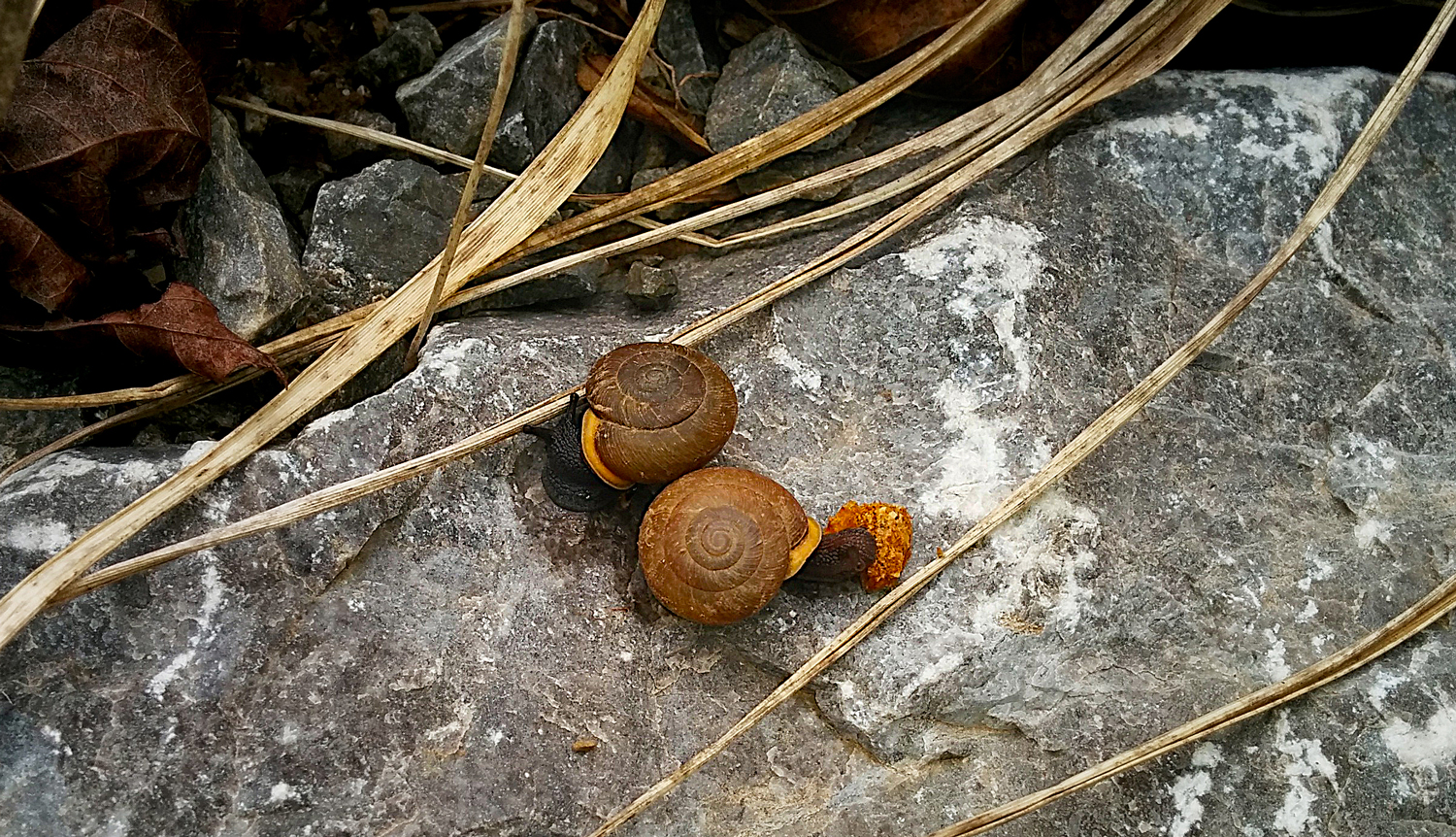 IMG_20140406_142717-snails-on-Method-sm.jpg