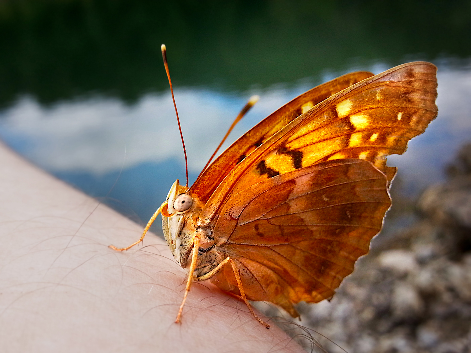 20130915_143001-Butterfly-saved-from-drowning-in-TN-sm.jpg